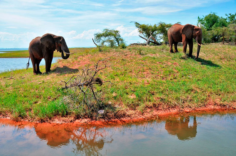 elefantes zimbabwe