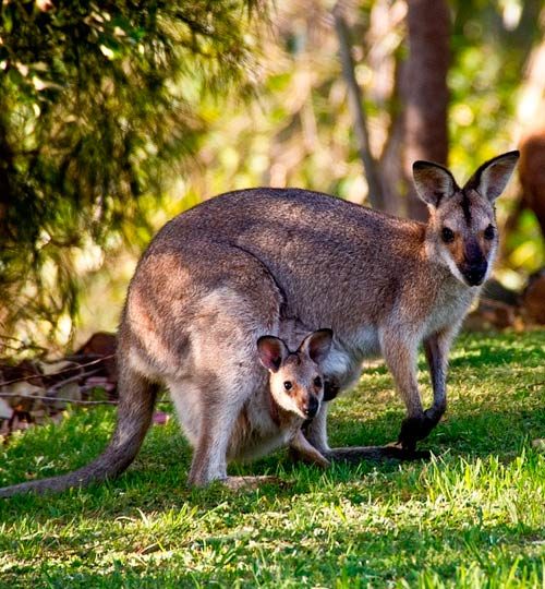 canguros australia
