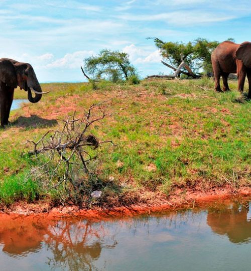elefantes zimbabwe