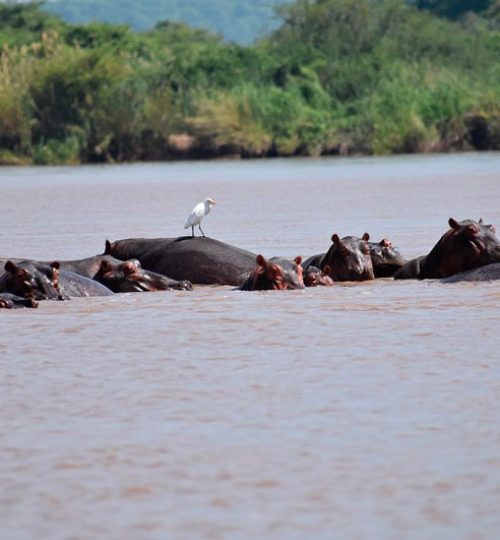hipopotamos zimbabwe