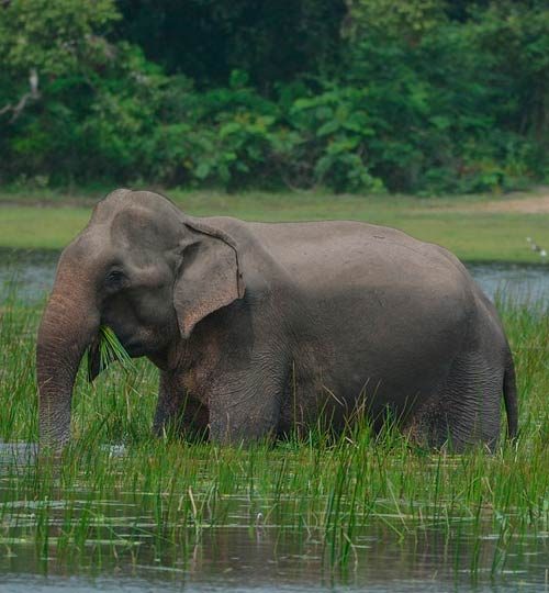 sri lanka